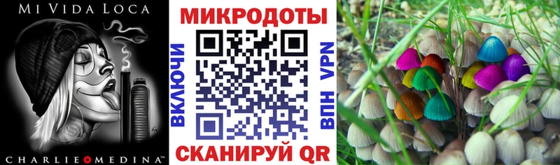 Псилоцибиновые грибы Psilocybe  Динская 